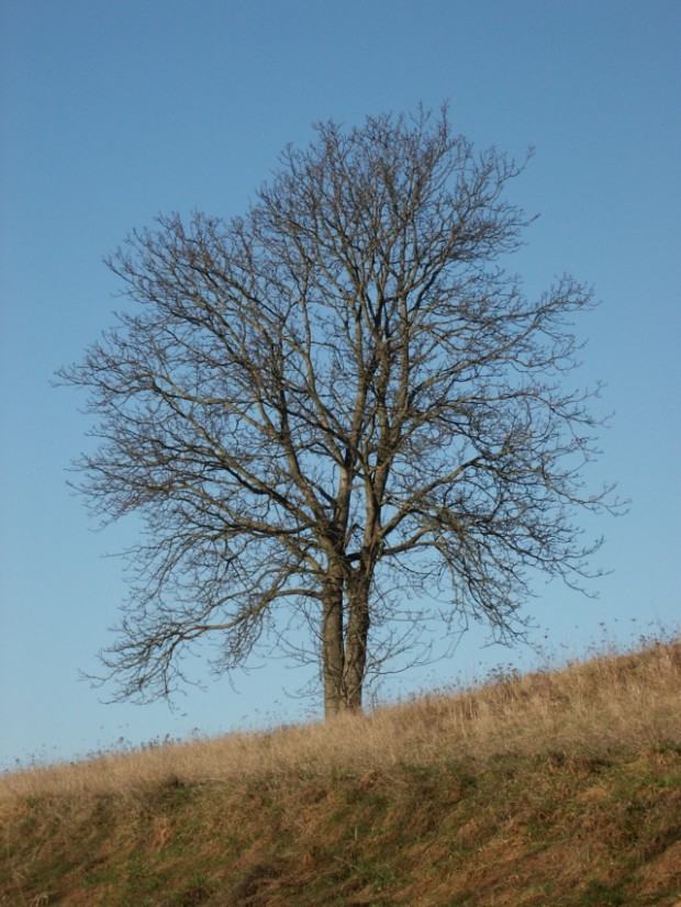 Sonniger Februartag; Fotograf Manfred Dirlam