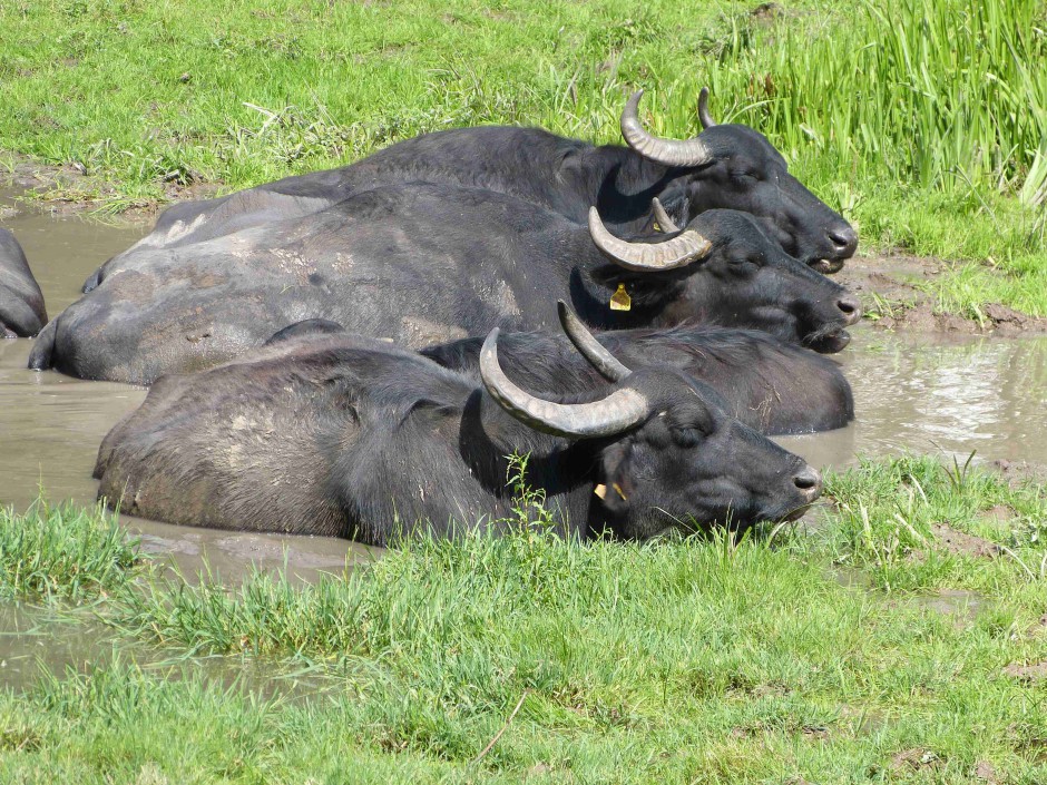 Die Wasserbüffel nehmen bei solch warmen Temperaturen gerne mal ein Bad