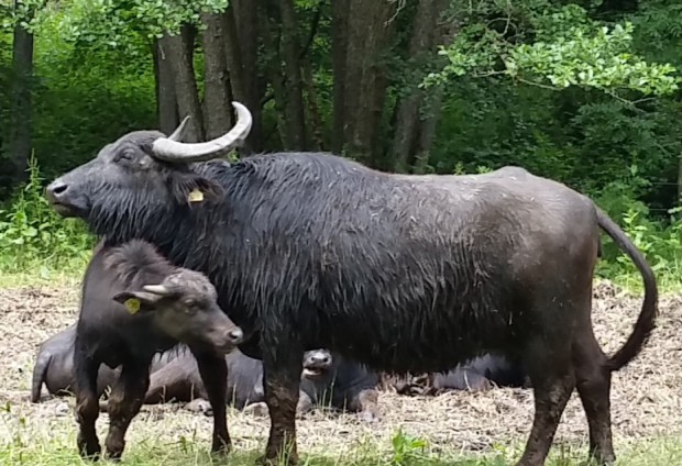 Wasserbüffelkuh mit Kalb im Hafenlohrtal (Foto: Walter Zapf)