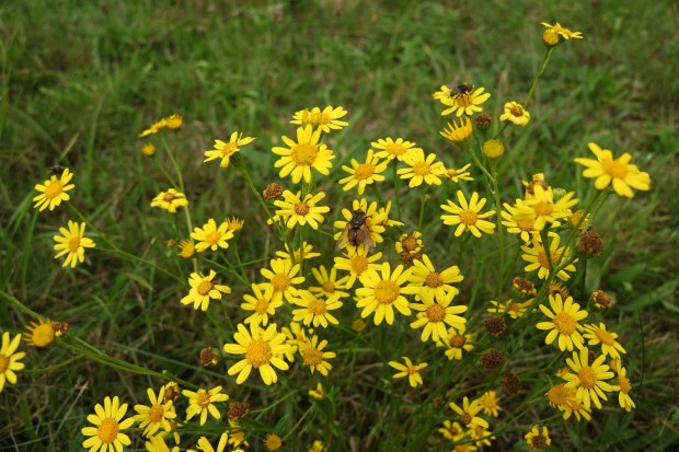 Wasserkreuzkraut in Blüte (Bildautor: Svenja Fischer)