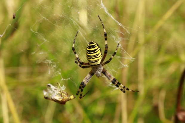 Das Wepsenspinnen Weibchen in ihrem Netz (FOto: Svenja Fischer)