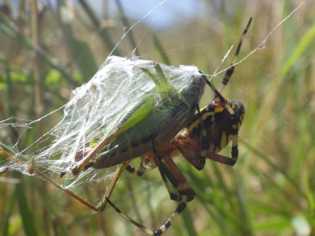 Die Wespenspinne mit Heuschrecke (Foto: Berit Arendt)