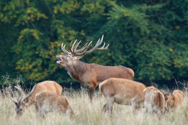 Brunftzeit der Hirsche K  nige der W  lder herbstlichen Duell
