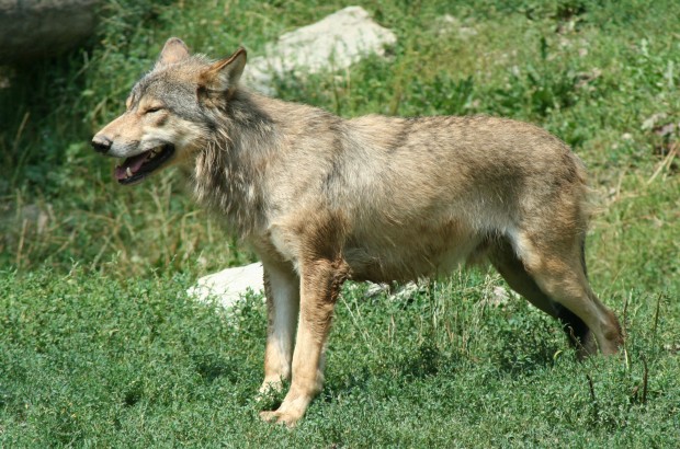 wolf1 620x410 Der Wolf in Bayern – Informationen für Nutztierhalter