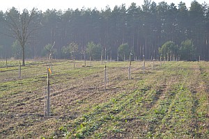 Obstbäume auf dem BIO-Hof Altglobsow (Foto: Liane von Billerbeck)