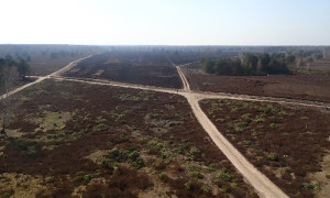 Heide westlich des Sielmann-Hügels eine Woche nach der Landschaftspflege mit Feuer im März 2020.
