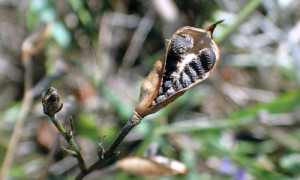 Ackerfeldrittersporn (Samenkapsel)