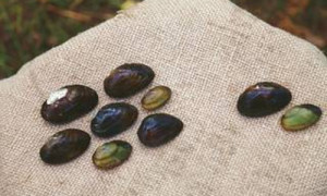 Vom Aussterben bedroht: die Kleine Bachmuschel.