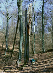 Beispiel für Habitatbaum (Foto: F. Berhorn)