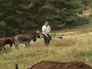 Beweidung Zechower Berg