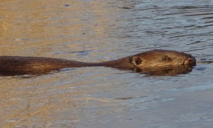 Der Biber gehört zu den nachtaktiven Tieren an der Kunster im Tierpark.