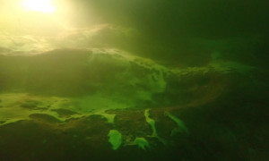 Bild3 300x180 Naturschutztaucher kartieren Unterwasservegetation im Stechlin