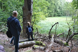 Blick ins Dagowseebruch im NSG Stechlin