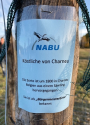 Bürgermeisterbirne Netta Baumann NABU Heinrichsdorf pflanzt Streuobst