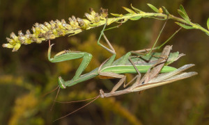 Allen Gefahren zum Trotz hat das Männchen den Weg zum Weibchen gefunden. Ausgestossene Pheromone haben ihre Bereitschaft signalisiert. Vorsichtig nähert sich das Männchen von hinten und hält sich dann mit den Greifbeinen und dem mittleren Beinpaar fest. Dabei entstehen dann auch die "Paarungsmale" auf den Deckflügeln des Weibchens. © Bernd Krüger - www.bkmakro.de