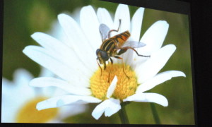 Ausschnitt aus dem Film "Das große Insektensterben".
