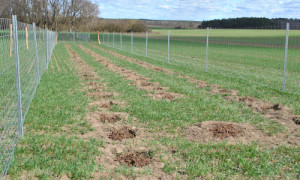 Die neu gepflanzte dreireihige Hecke ©Dr. Mario Schrumpf