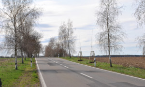 Lückenbepflanzung zwischen Banzendorf und Hindenberg ©Dr. Mario Schrumpf