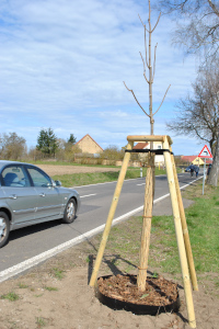 Frisch gepflanzeter Spitzahorn ©Dr. Mario Schrumpf