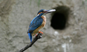 Eisvogel (Alcedo atthis) Männchen an der Nisthilfe vor Fütterung der Nestjungen ©Dirk Geißler