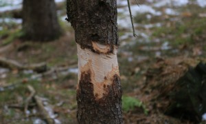 Durch "Ringeln" werden die Fichten-Altbäume zum absterben gebracht.