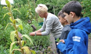 Hier werden die Kräuter gesammelt.