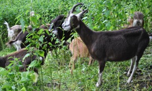 Die vierbeinigen Landschaftspfleger.