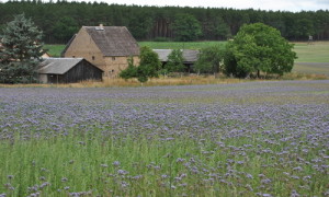 Blau blühende Phacelia (Bienenfreund)