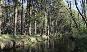 Altfichten auf der Verwallung am Fließgewässer.