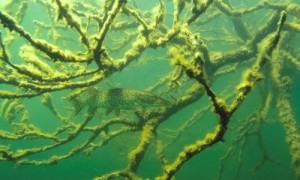 Gute Wasserqualität ermöglicht einzigartige Beobachtungen.