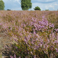 Kyritz-Ruppiner Heide