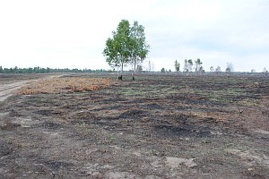 Heidemanagement durch Brand in der Kyritz-Ruppiner Heide