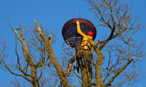 Erneuerung eines Naturhorstes, der Horst auf der alten Eiche war fast vollständig abgestürzt.