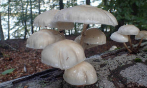 Buchenschleimrübling (Foto: Silke Oldorff)