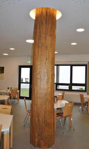 Eine unbehandelte Kiefer aus der Ruppiner Schweiz verbindet das Erdgeschoss mit der 1. Etage. © Foto: Dr. Mario Schrumpf