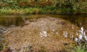 Der Kies dient vielen Arten als Lebensraum.