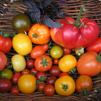 Korb mit Früchten Karin Schlösser Tomatenpflanzenbörse in Menz am 6. Mai