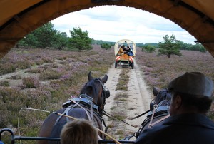 Mit dem Kremser durch die blühende Heide.