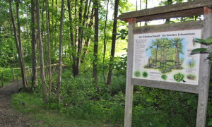 Eine Infotafel informiert am Dagowsee über den Lebensraum Feuchtwald.