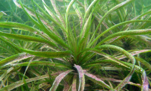 Die Krebsschere erinnert mit Aussehen an den Schopf einer Ananas.