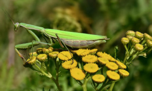 Mantis religiosa - Gottesanbeterin © Manfred Altgott