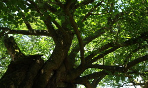 Uralte Maulbeeren können in der Zernikower Maulbeerallee bewundert werden.