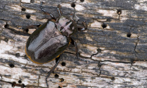 Ein Männchen des Eremiten bzw. Juchtenkäfers (Osmoderma eremita) auf einem Holzstück. (Foto: S. Hennigs)