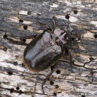 Ein Männchen des Eremiten bzw. Juchtenkäfers (Osmoderma eremita) auf einem Holzstück.