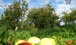 ©Dr. Mario Schrumpf