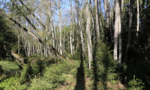 Die Fichte wandert in den Auenwald ein.