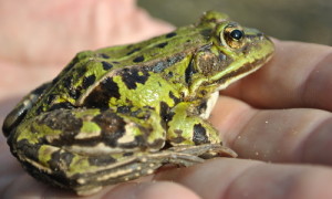 Der erste Teichfrosch am revitalisierten Gewässer.