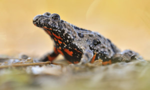 Eine Rotbauchunke (Bombina bombina) im Uferbereich eines Feldsolls. ©Sebastian Hennigs