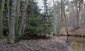 Fichtennaturverjüngung unmittelbar am Ufer des Rheinsberger Rhins.