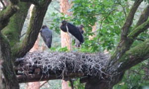 Die schwarzen "Waldstörche" benötigen alte Eichen mit weitausladenden Ästen zum Nestbau.